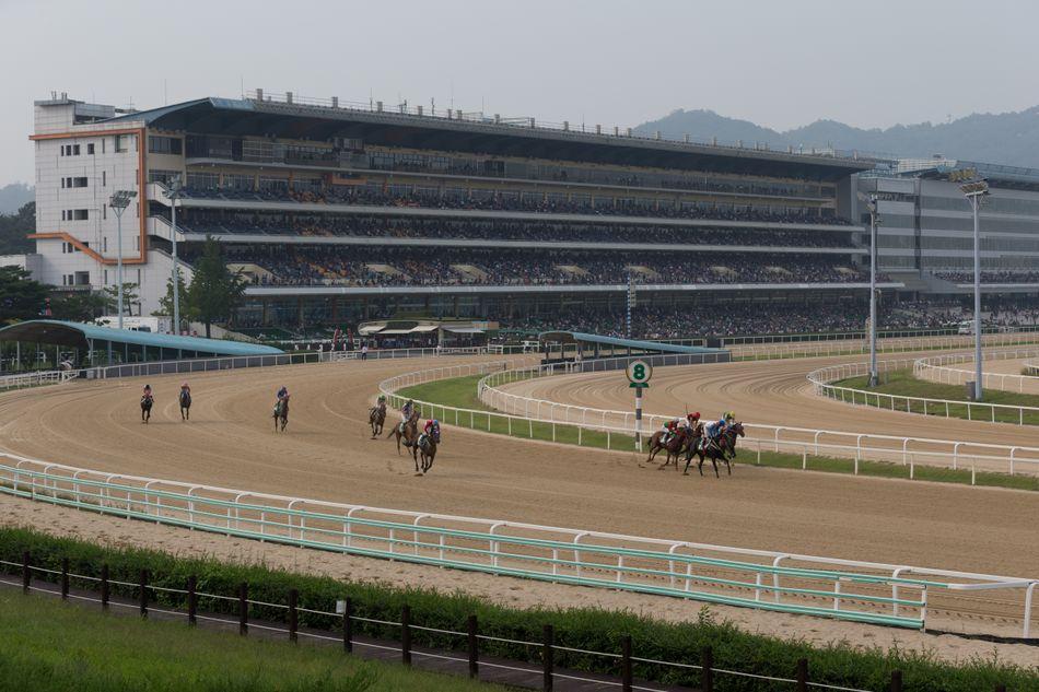 서울 렛츠런 파크에서 펼쳐진 경마 경주